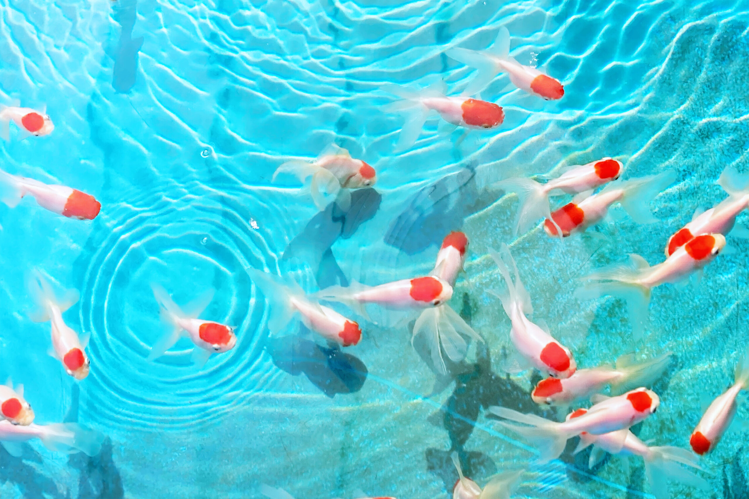 金魚