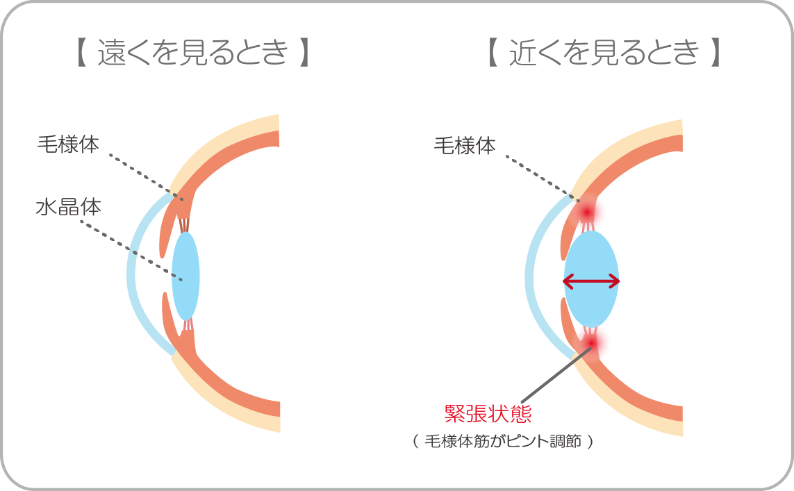 目の仕組み