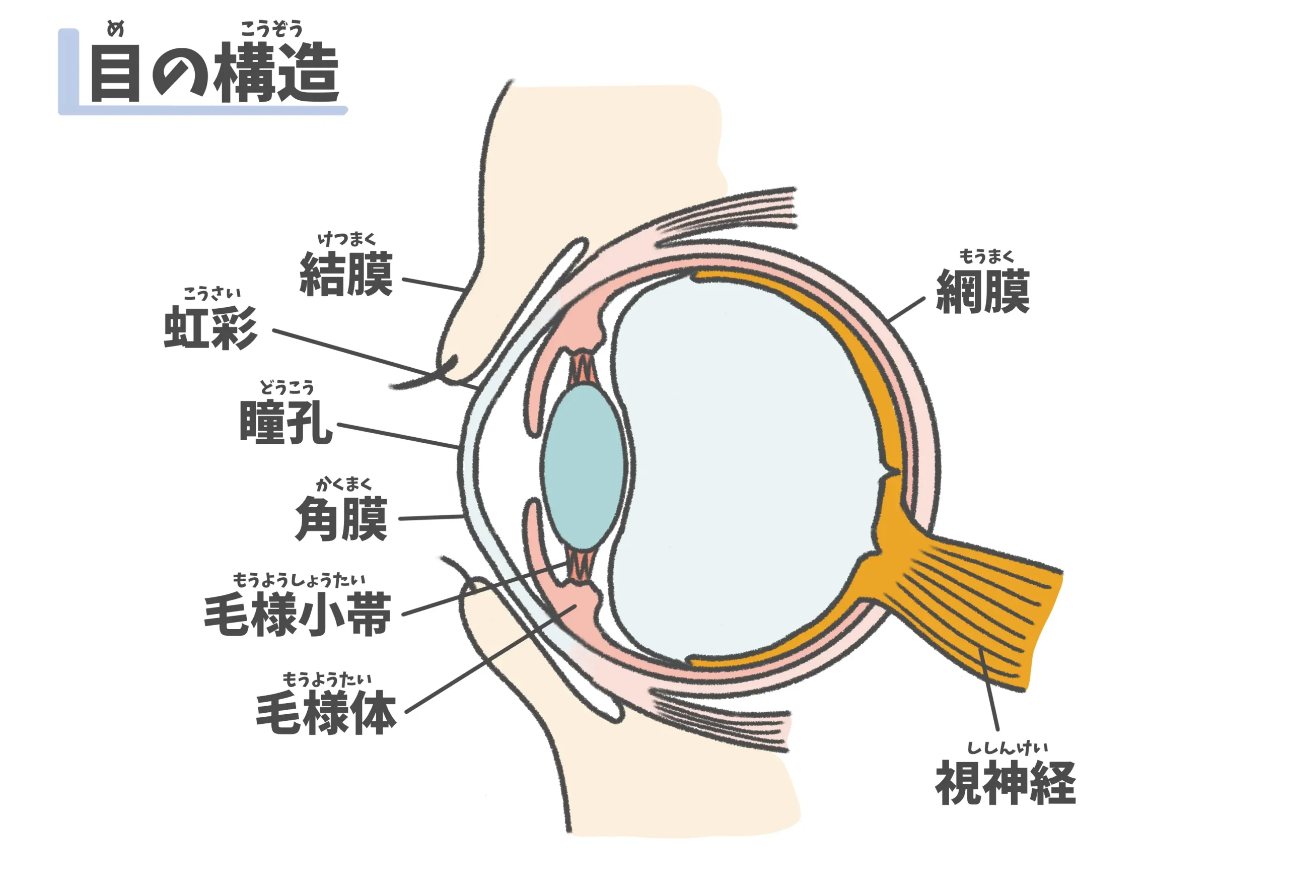 目の構造