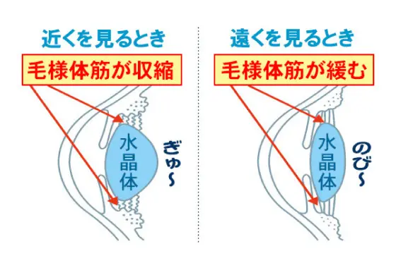 毛様体筋の働き