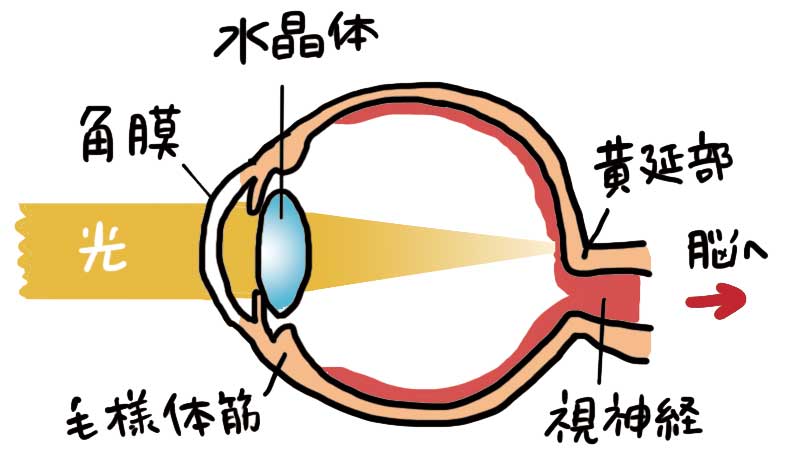 内眼筋