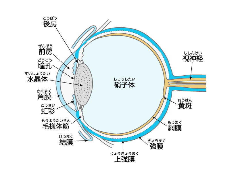 網膜
