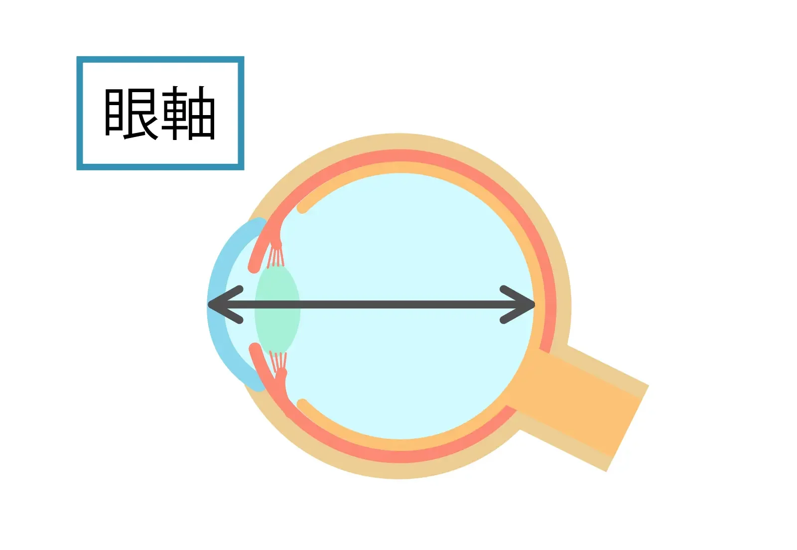 軸性伸長
