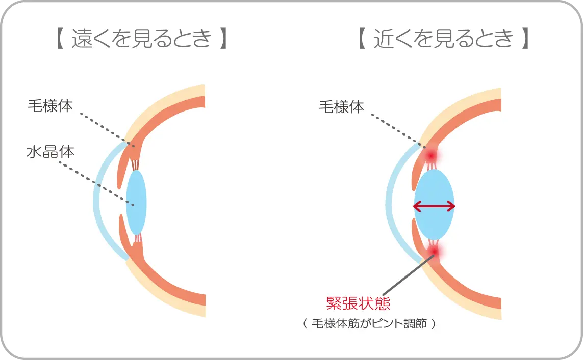 毛様体筋
