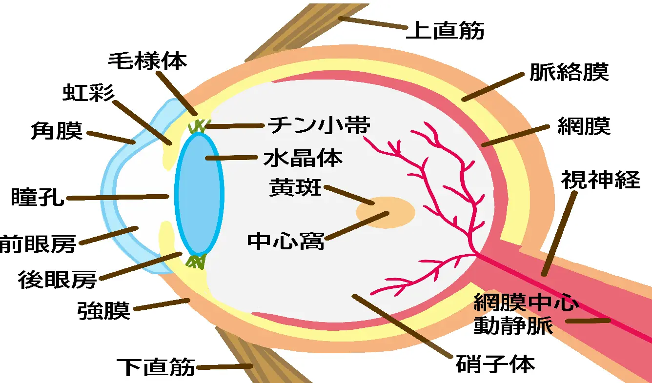 脈絡膜