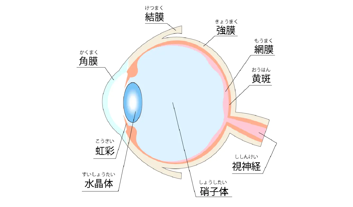 結膜