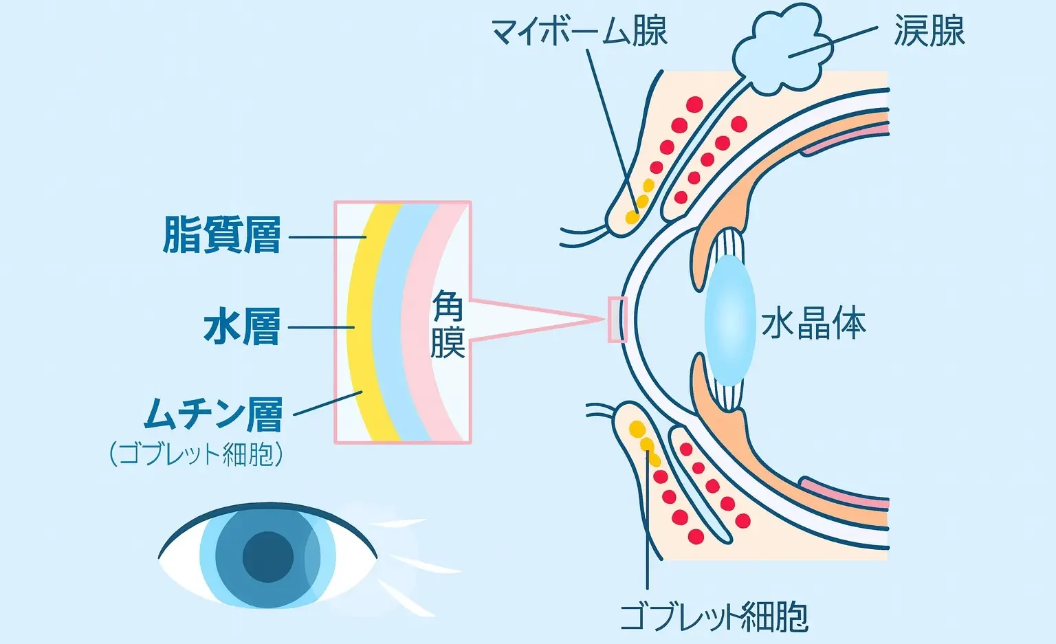 涙液
